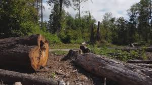 Best Tree Maintenance Programs  in Hewitt, NJ