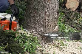 Best Arborist Consultation Services  in Hewitt, NJ