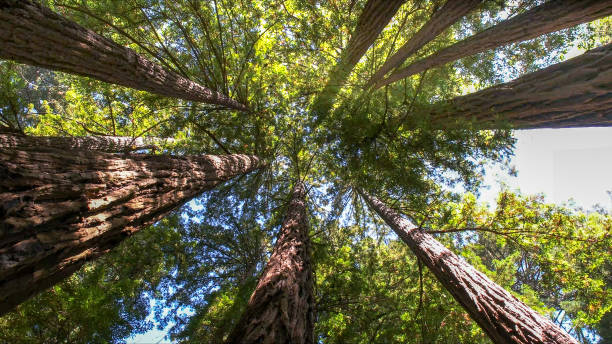 Best Tree Cabling and Bracing  in Hewitt, NJ