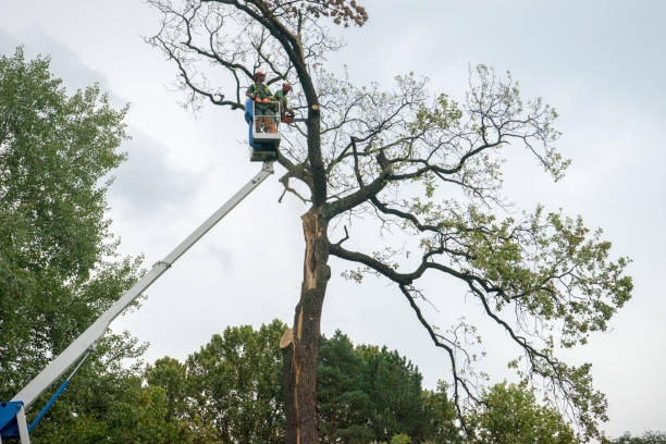 Professional Tree Removal in Hewitt, NJ